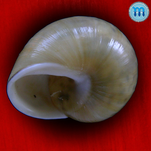 Alternative view of Zachrysia provisoria (Pfeiffer, 1844)