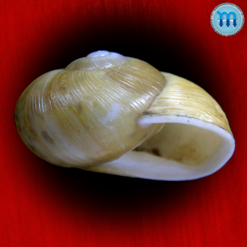 Zachrysia provisoria (Pfeiffer, 1844) - Imagem 3