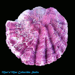 Hyotissa hyotis (Liné, 1758)