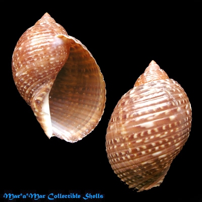 Tonna maculosa (Dillwyn, 1817)