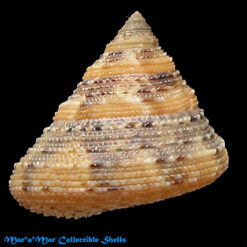 Calliostoma antonii (Koch in Philippi 1843)