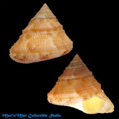 Calliostoma adspersum (Philippi, 1851)