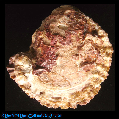 Hyotissa hyotis (L., 1758)