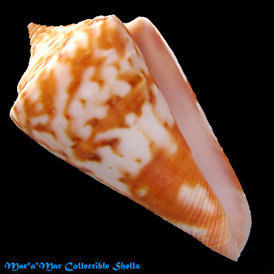 Conus carioca Petuch, 1986