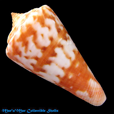 Conus carioca Petuch, 1986 - Imagem 2