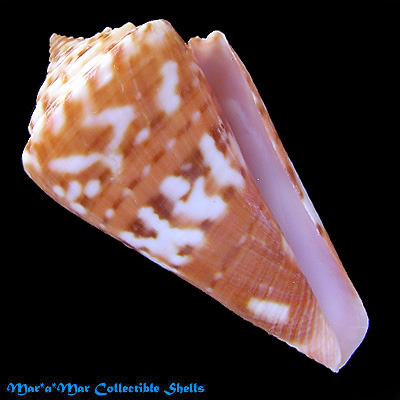 Conus carioca Petuch, 1986