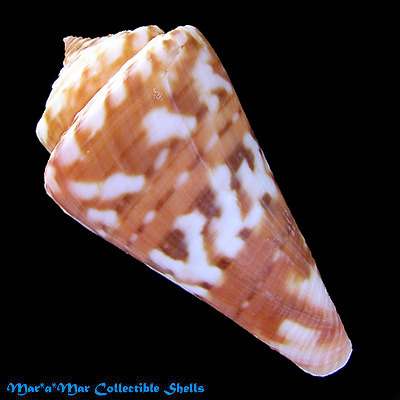 Conus carioca Petuch, 1986 - Imagem 2