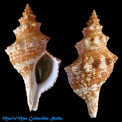 Pleuroploca aurantiaca (Lamarck, 1816)