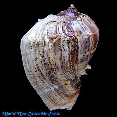 Melongena melongena (L., 1758)