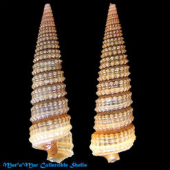 Retilaskeya bicolor (C. B. Adams, 1845)*