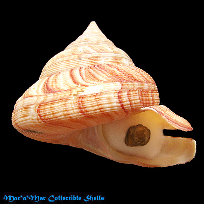 Perotrochus atlanticus Rios & Matthews, 1968