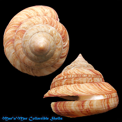 Perotrochus atlanticus Rios & Matthews, 1968 - Image 2