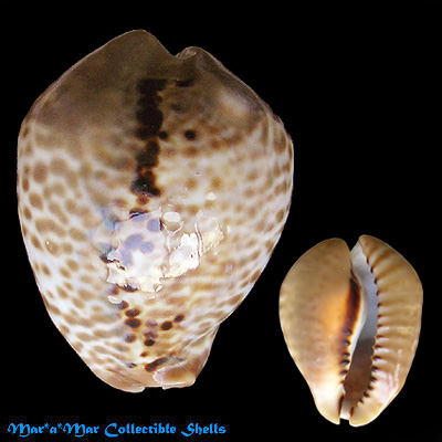 Cypraea (Muracypraea) mus bicornis Sowerby, 1870