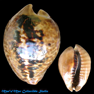 Cypraea (Muracypraea) mus mus Linnaeus, 1758