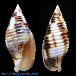 Mitra ferruginea Lamarck, 1811