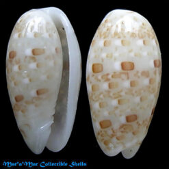 Persicula muralis (Hinds,1844)