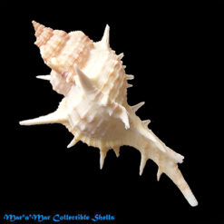 Siratus formosus (Sowerby, 1841)