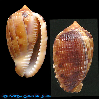 Cypraeacassis testiculus (Linnaeus, 1758)