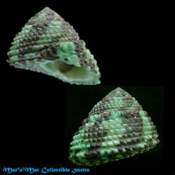 Tegula verrucosa McLean, 1970