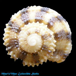 Arene adusta McLean, 1970