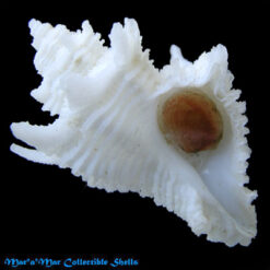 Babelomurex basilium (Neme & Leme, 1978)