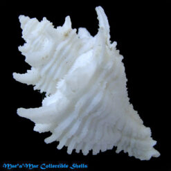 Alternative view of Babelomurex basilium (Neme & Leme, 1978)