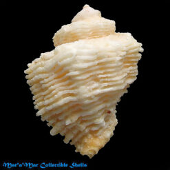 Coralliophila abbreviata (Lamarck, 1816)