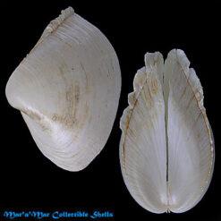 Mactrellona alata (Spengler, 1802)*