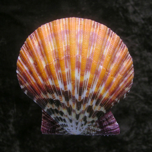 Gloripallium pallium (Liné, 1758)