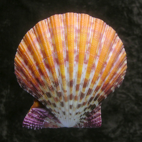 Gloripallium pallium (Liné, 1758) - Imagem 2