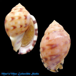 Semicassis labiata iheringi (Carcelles, 1953)