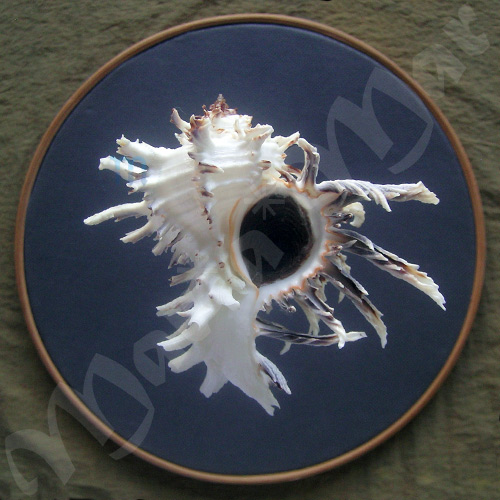 Hexaplex cichoreum (Gmelin, 1791)