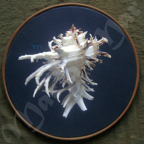 Hexaplex cichoreum (Gmelin, 1791) - Image 2