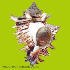 Hexaplex princeps (Broderip, 1833)