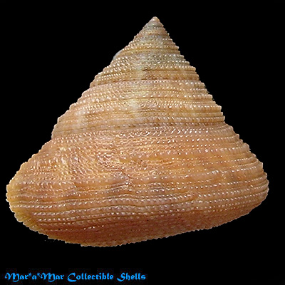 Calliostoma antonii (Koch in Philippi 1843)