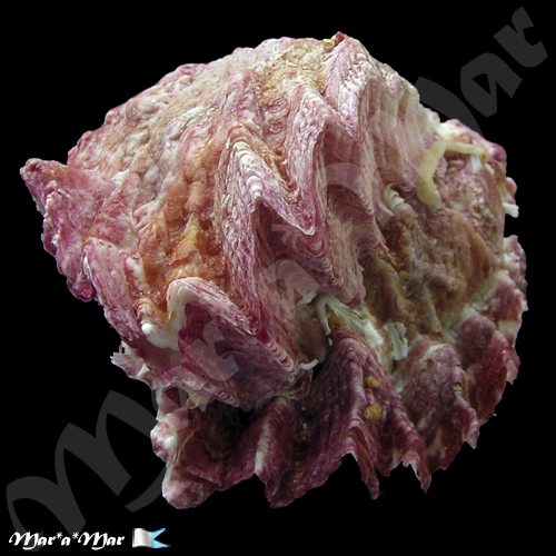 Ostrea cristata Born, 1778