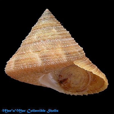 Calliostoma antonii (Koch in Philippi 1843) - Image 2