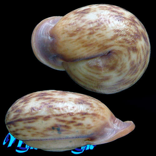 Anostoma rossi Weber, 1925 - Imagem 2