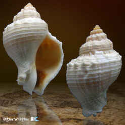 Melongena bispinosa martiniana Philipi, 1844