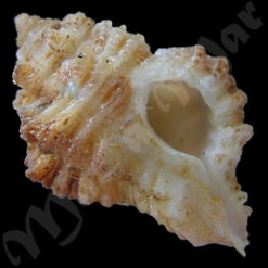 Favartia celullosa nuceos (Conrad, 1846)