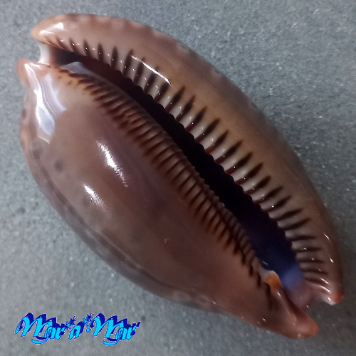 Alternative view of Macrocypraea zebra Linnaeus, 1758