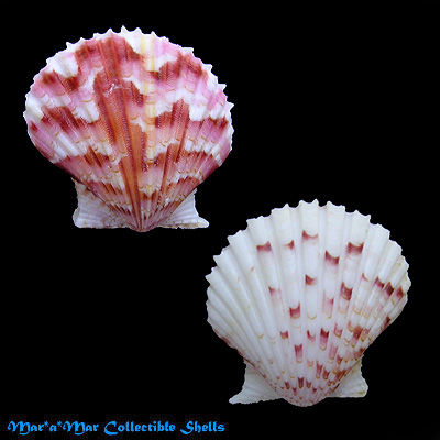 Argopecten noronhensis (E. A. Smith, 1885)