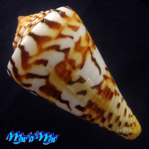 Conus centurio Born, 1778 - Imagem 2