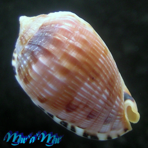 Cypraeacassis testiculus (Linnaeus, 1758) - Imagem 2