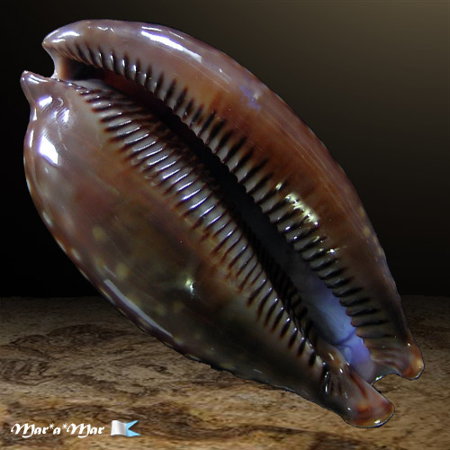 Macrocypraea zebra Linnaeus, 1758
