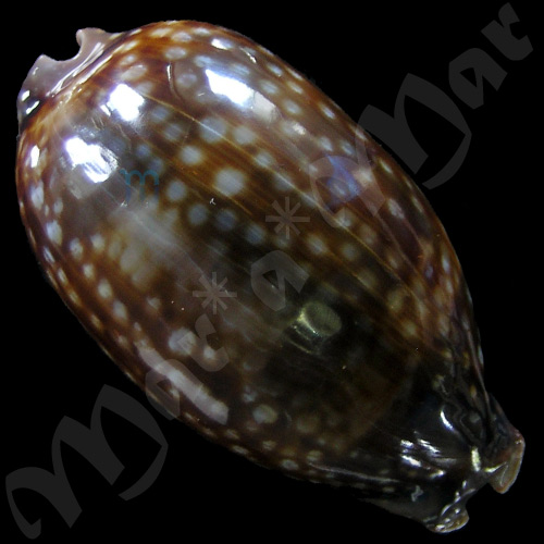 Macrocypraea zebra Linnaeus, 1758 - Imagem 2