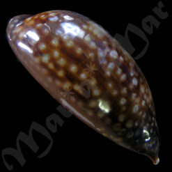 Macrocypraea zebra Linnaeus, 1758 - Imagem 3