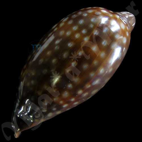 Macrocypraea zebra Linnaeus, 1758 - Imagem 4