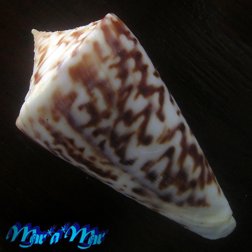 Conus clerii Reeve, 1844 - Image 2