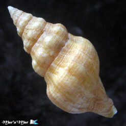 Alternative view of Leucozonia granulilabris (Vermeij & Snyder, 2003)